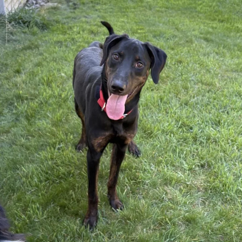 Benji