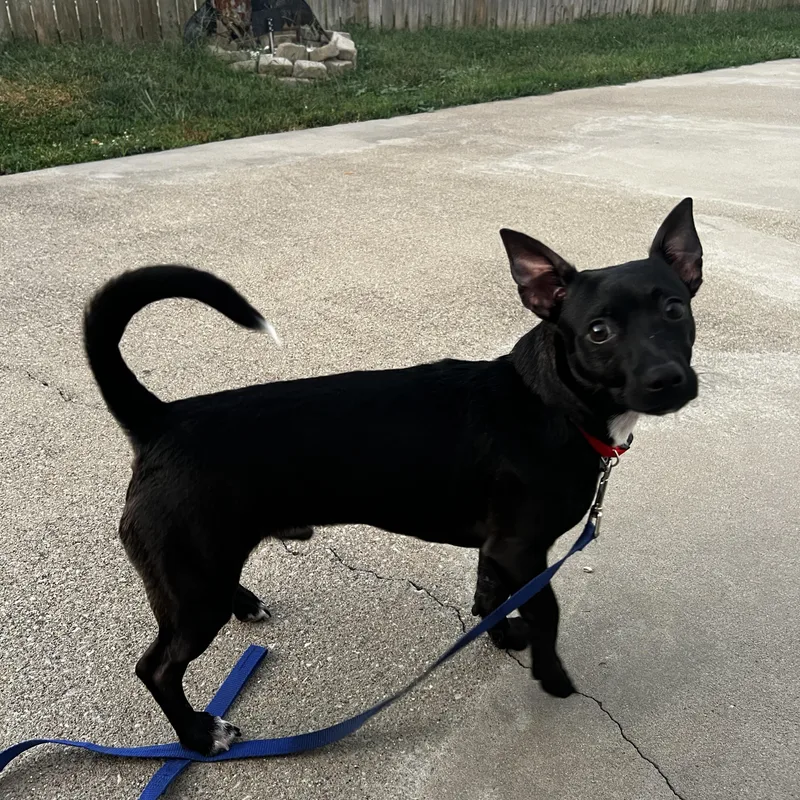 A young small-sized male Black Chiweenie dog named Griffin for adoption in Lexington, KY