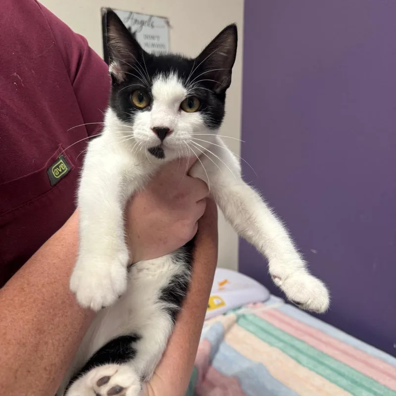 A baby medium-sized male Black Domestic Short Hair cat named Zig for adoption in Englewood, FL