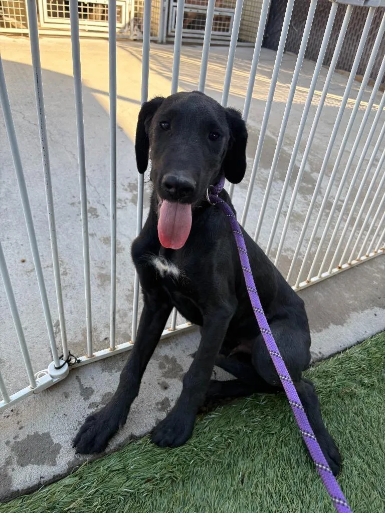 A baby large-sized male Great Dane dog named Ravyn for adoption in Newman, CA