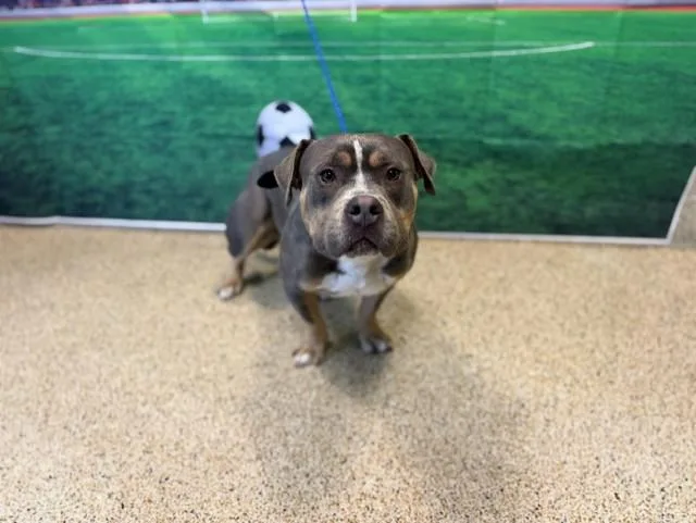 A young large-sized male American Bulldog dog named Toby for adoption in Miami, FL
