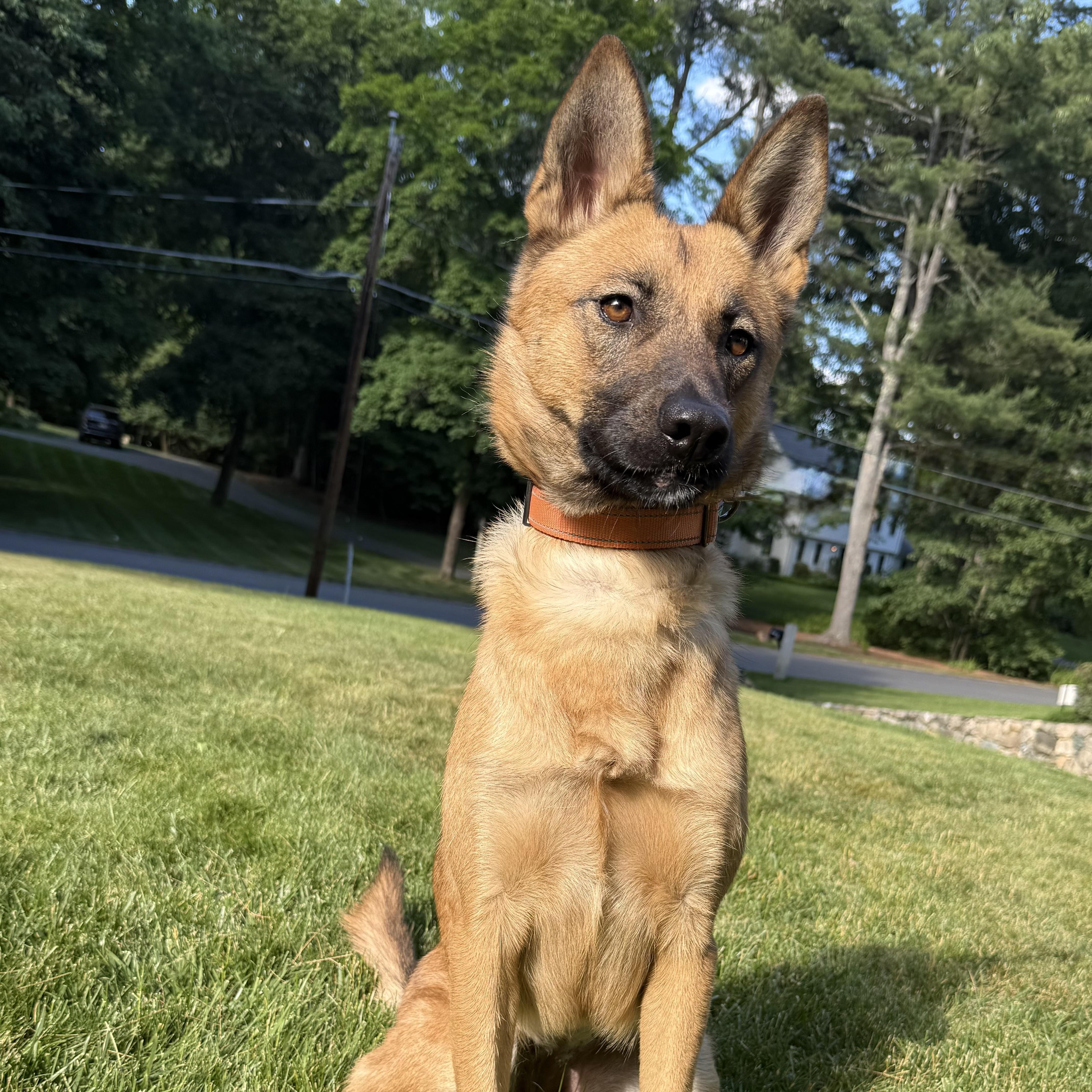 A young medium-sized female Belgian Shepherd / Malinois dog named Cece for adoption in oriskany, NY