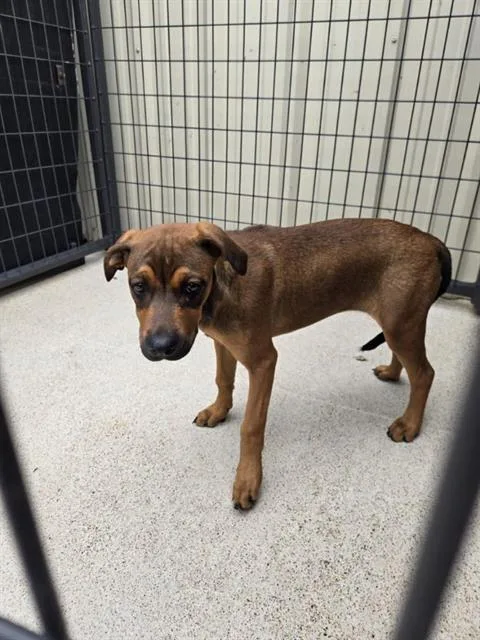 A baby small-sized male Rhodesian Ridgeback dog named Rowan for adoption in Killeen, TX