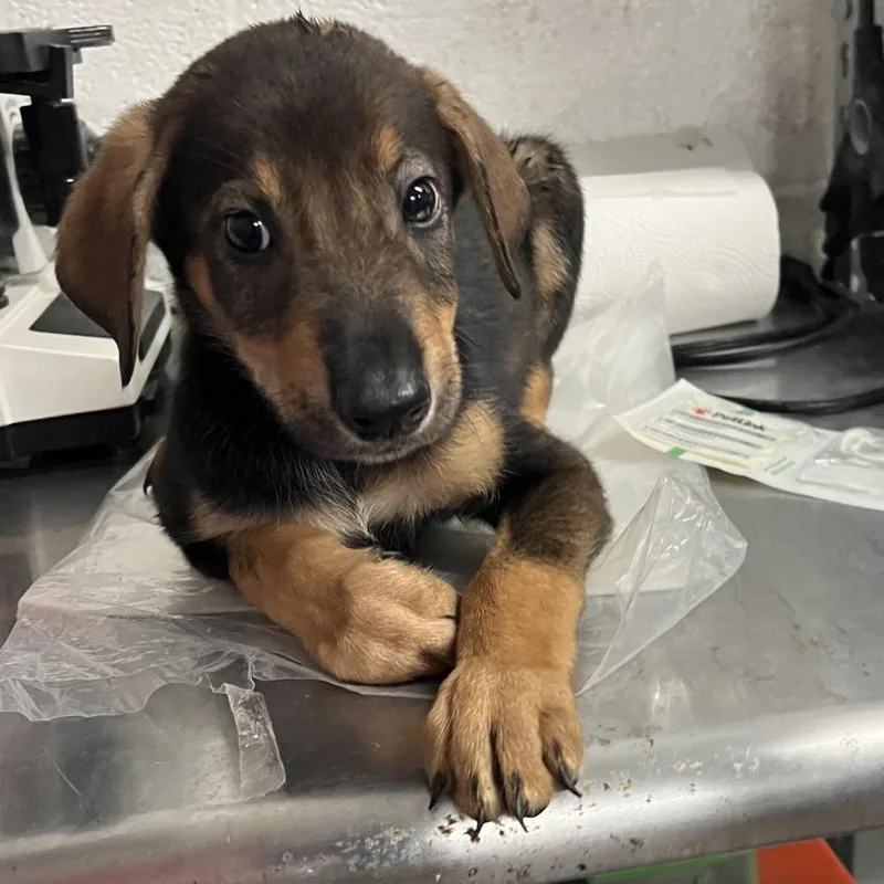 A baby medium-sized male Brown / Chocolate Shepherd dog named Hades for adoption in Edinburg, TX