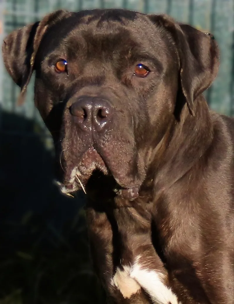 An adult large-sized male Black Pit Bull Terrier dog named Norman for adoption in Amityville, NY