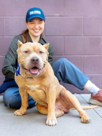 An adult large-sized male Mixed Breed dog named Koolaid Man for adoption in Chamblee, GA