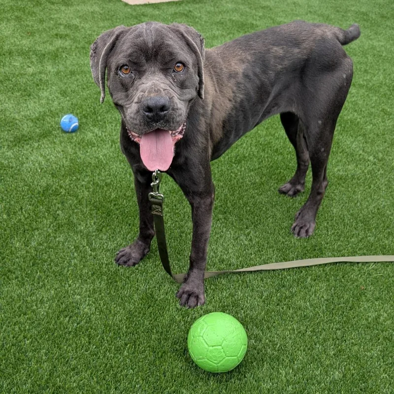 A young large-sized female Gray / Blue / Silver Mastiff dog named Spore for adoption in Pittsburgh, PA