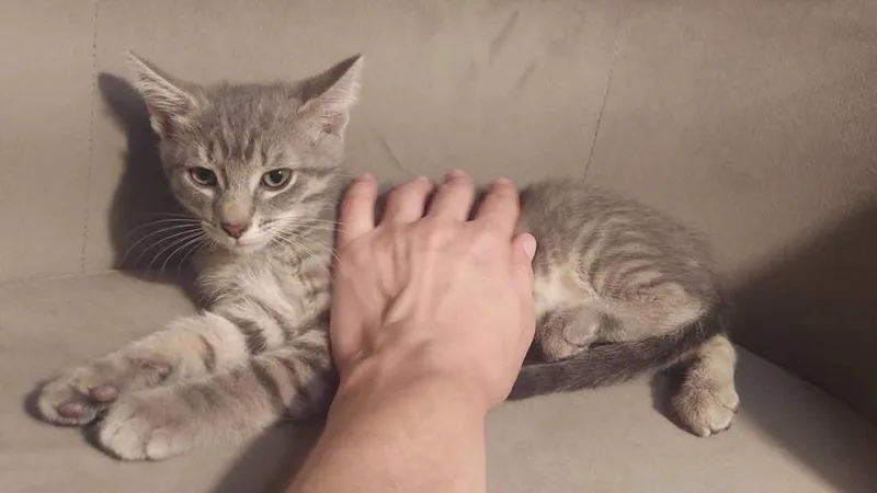 A baby small-sized female Gray & White Domestic Short Hair cat named Leia for adoption in Lorain, OH