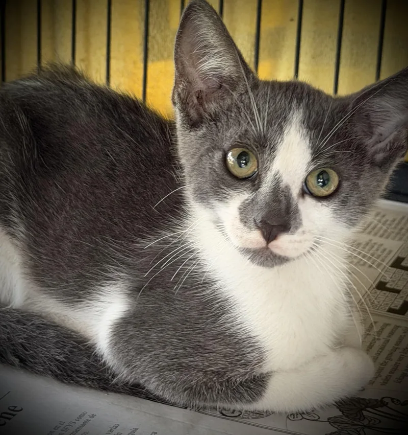 A baby medium-sized female Tabby (Brown / Chocolate) Tabby cat named Pip & Pony for adoption in Homestead, FL