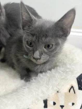 A baby small-sized female Domestic Short Hair cat named Tilapia for adoption in Chamblee, GA