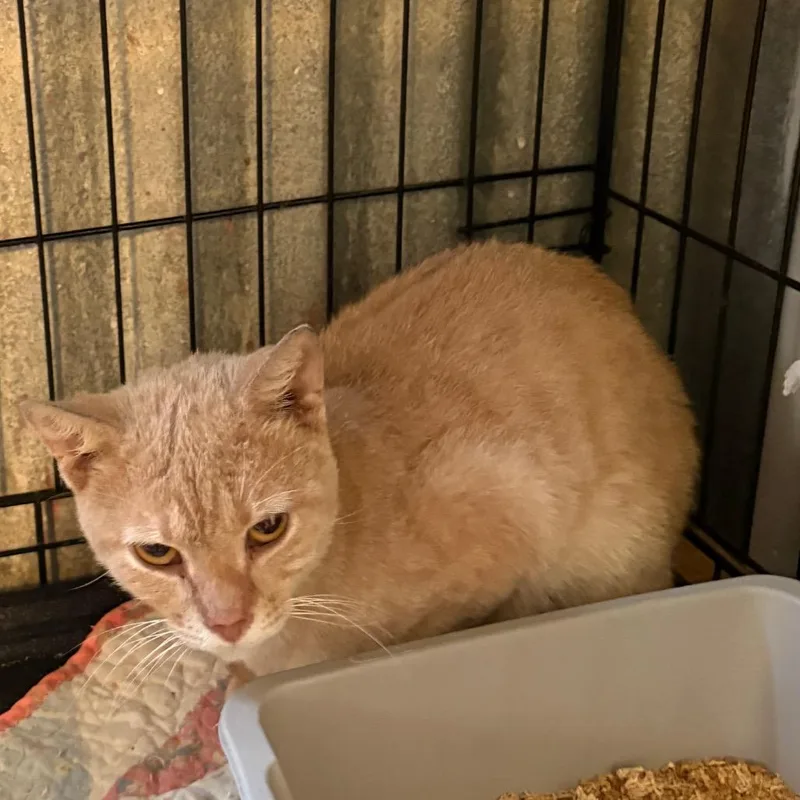 An adult medium-sized male Buff / Tan / Fawn Domestic Short Hair cat named Monkey Bob for adoption in Pennsville, NJ