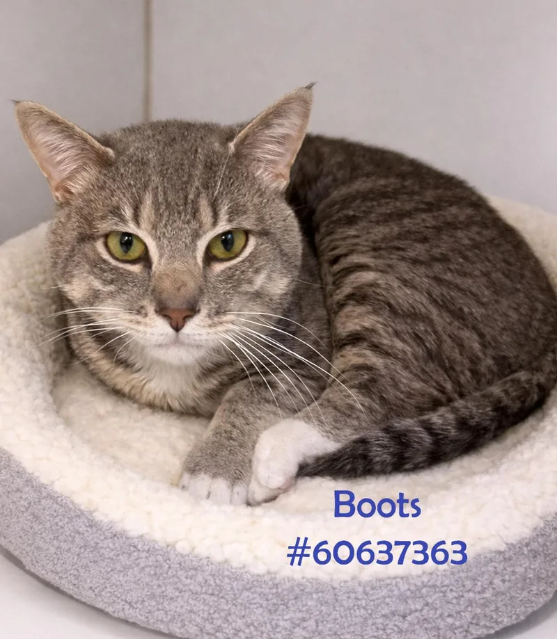 A young large-sized male Black Tabby cat named Boots for adoption in Wilkes Barre, PA