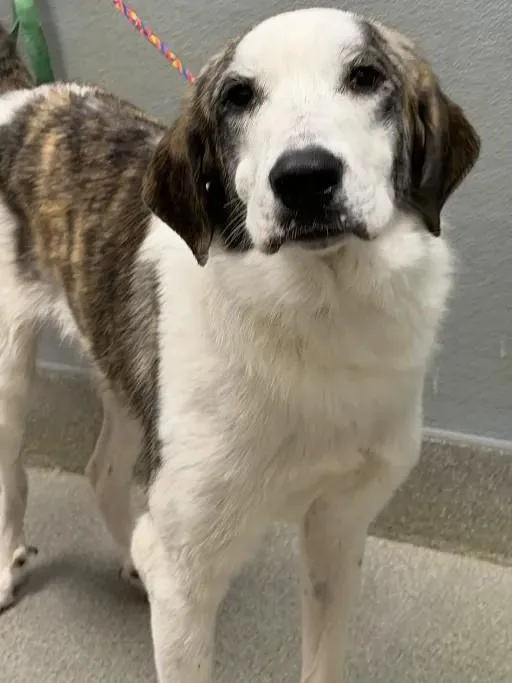 A young medium-sized male Anatolian Shepherd dog named Storm for adoption in Las Vegas, NV