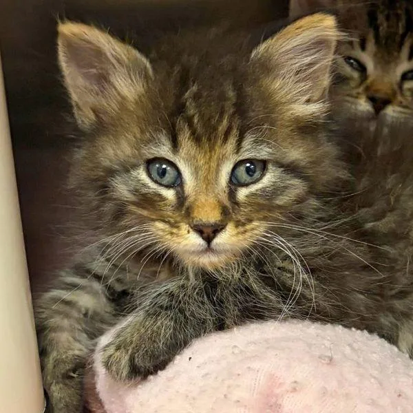 A baby small-sized male Domestic Medium Hair cat named BadtzMaru for adoption in Walnut Creek, CA