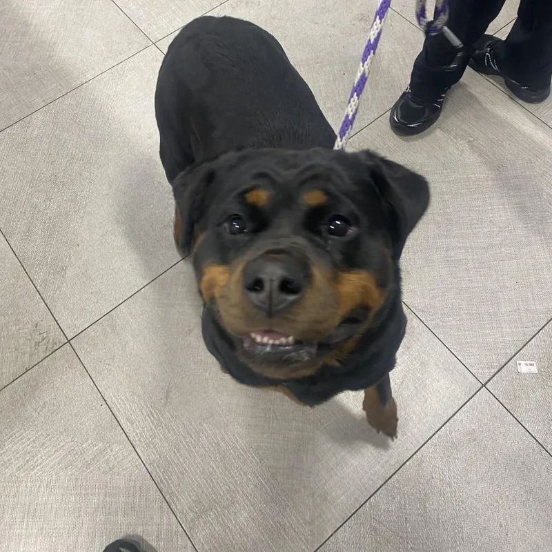 An adult large-sized female Black Rottweiler dog named Macy for adoption in Newark, NJ