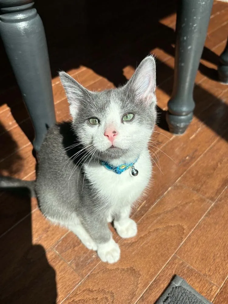 A baby small-sized male Gray & White Domestic Short Hair cat named Arlo for adoption in Mishawaka, IN
