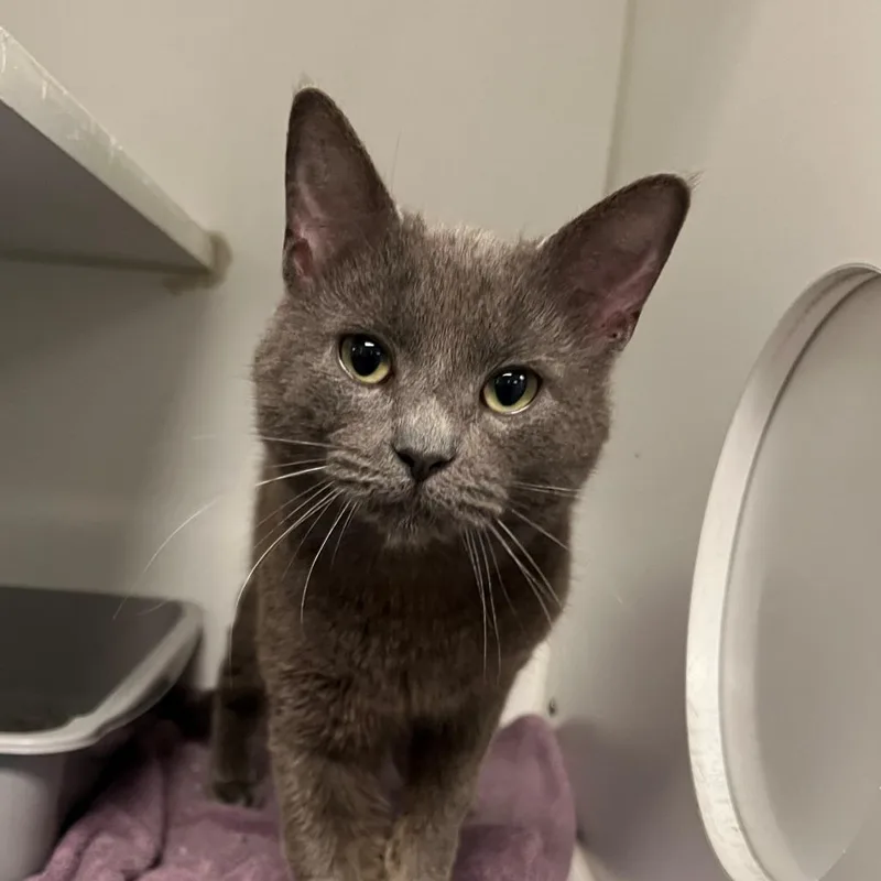 A young medium-sized male Gray / Blue / Silver Domestic Short Hair cat named Max for adoption in New York, NY