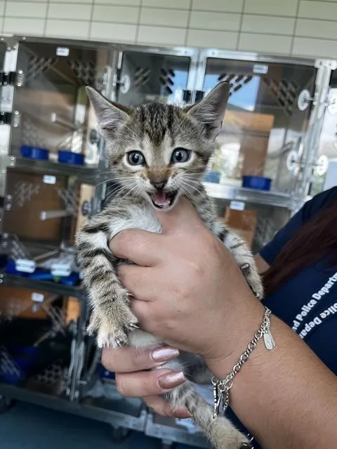 A baby small-sized female Domestic Short Hair cat named Tessa for adoption in Pearland, TX