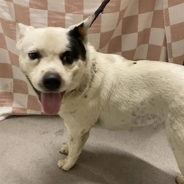 An adult small-sized female Australian Cattle Dog / Blue Heeler dog named Gia Vang for adoption in Modesto, CA