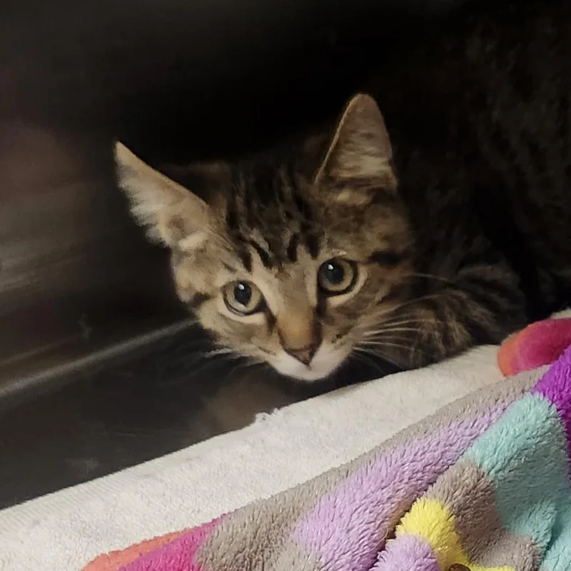 A baby small-sized male Brown / Chocolate Domestic Short Hair cat named Cory for adoption in Columbia Station, OH