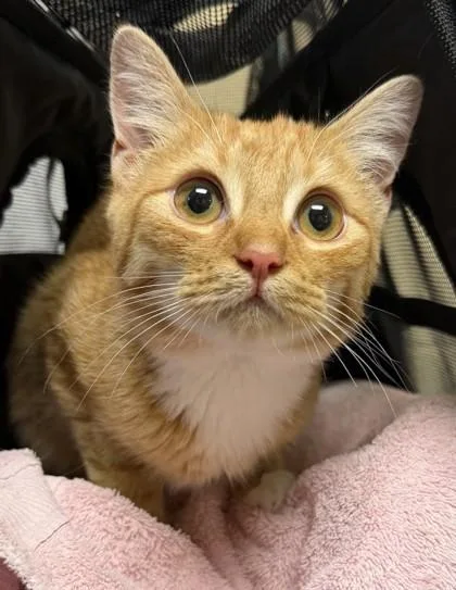 Maren `a Priority Pet` thumbnail 2