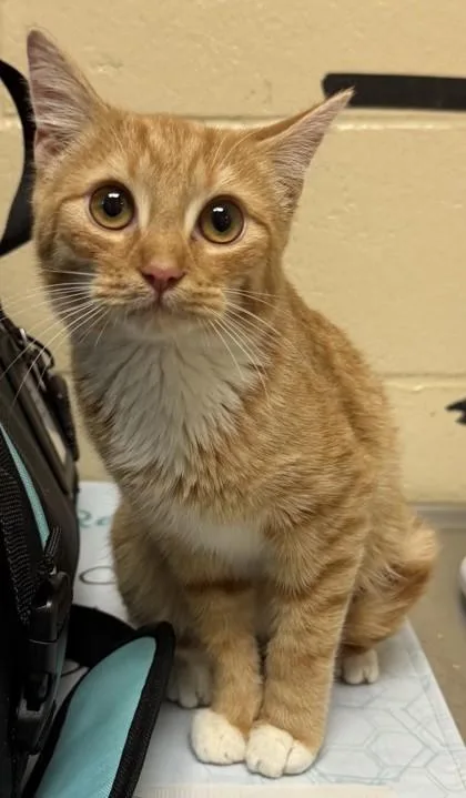 Maren `a Priority Pet` thumbnail 3