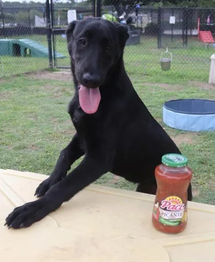 Salsa