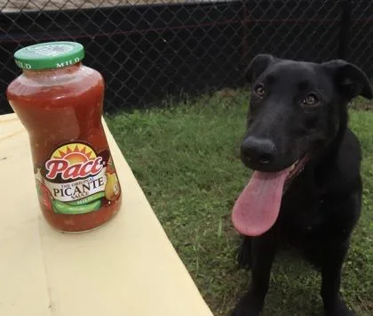 Salsa thumbnail 3