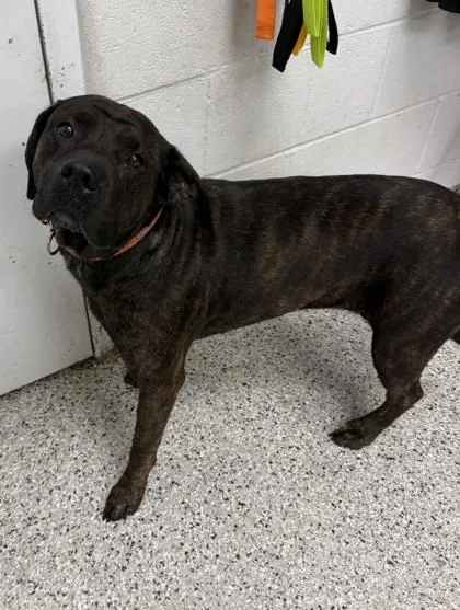 An adult large-sized female Black Mixed Breed dog named Kalani for adoption in Kansas City, MO