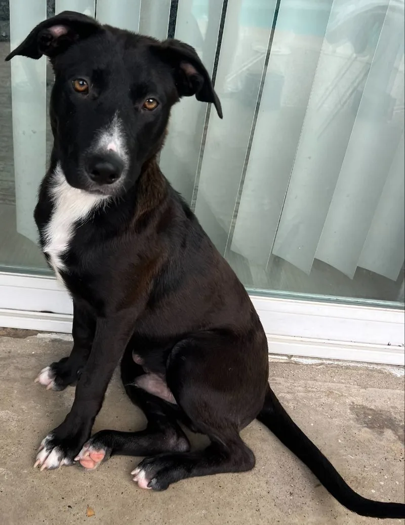 A baby medium-sized male Black Pit Bull Terrier dog named Astro for adoption in Dallas, TX