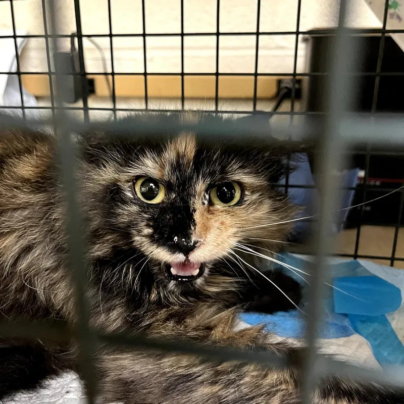 A young medium-sized female Black Domestic Long Hair cat named Vivian for adoption in Ringtown, PA