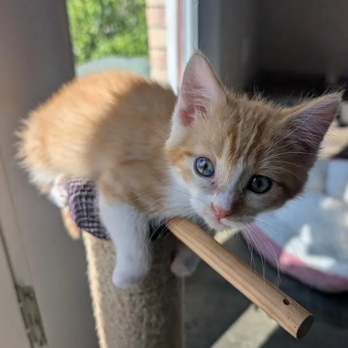 A baby small-sized male Tabby (Orange / Red) Domestic Short Hair cat named Theo Morley Steve for adoption in Morrison, CO