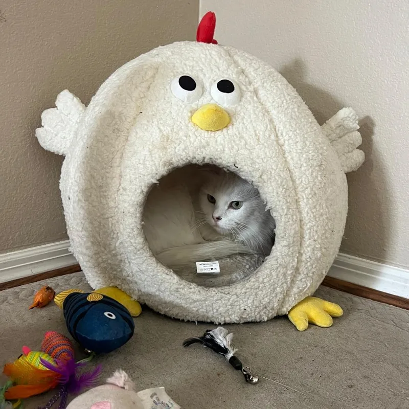 An adult small-sized female White Domestic Long Hair cat named Snow White for adoption in Garden Grove, CA