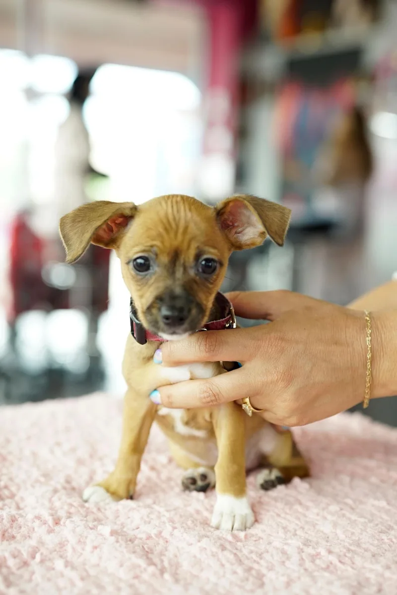 A baby small-sized female Chihuahua dog named Maude for adoption in Pasadena, CA