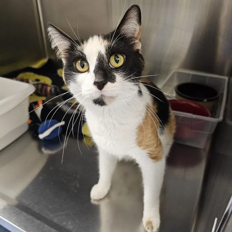 A young medium-sized female Calico Domestic Short Hair cat named Missy for adoption in Monroe, MI