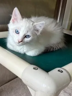 A baby medium-sized male Gray & White Domestic Long Hair cat named Alabaster for adoption in Murphy, TX