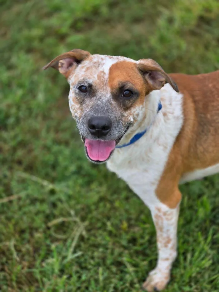 A baby medium-sized male Australian Cattle Dog / Blue Heeler dog named Daisy for adoption in Moberly, MO