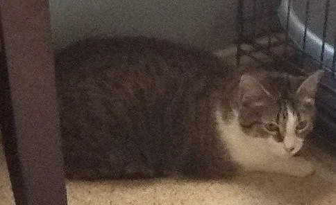 Bella Mia thumbnail 2