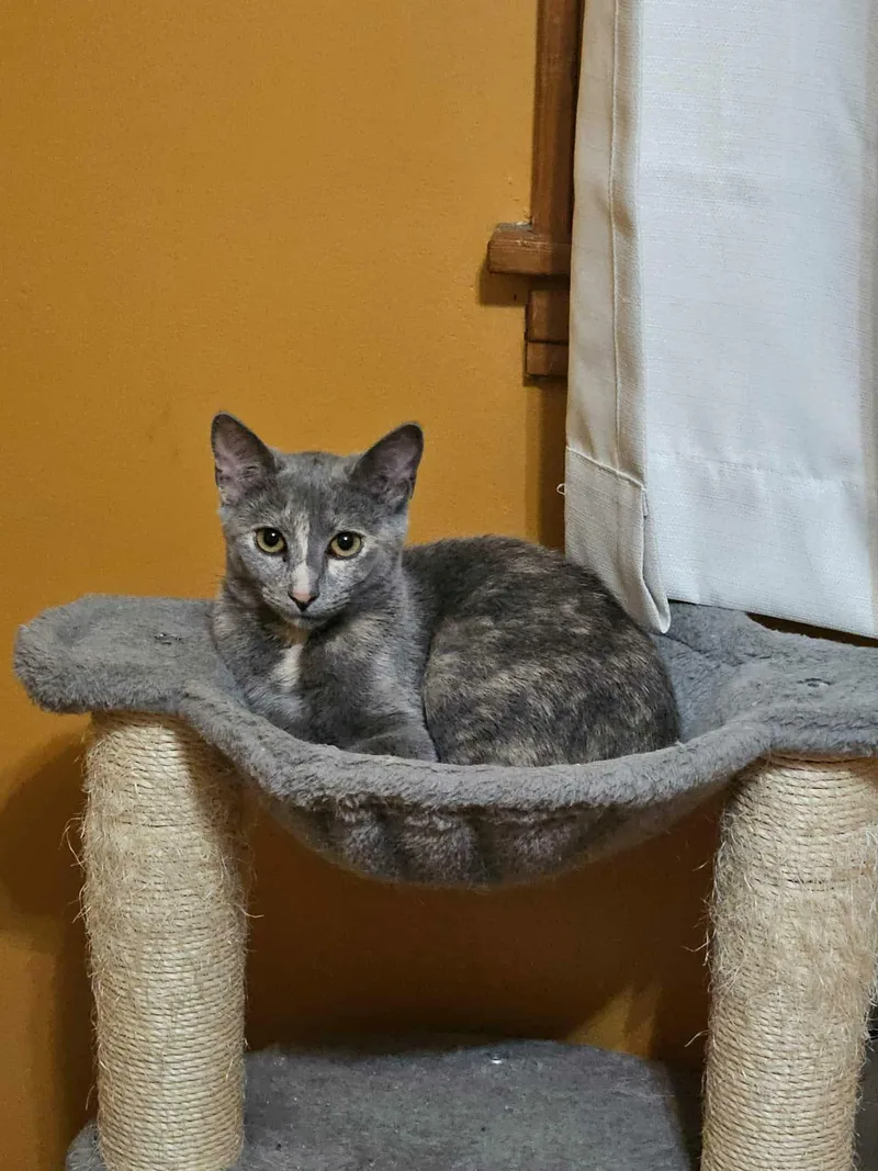 An adult medium-sized female Dilute Tortoiseshell Domestic Short Hair cat named Cat Woman for adoption in Overland Park, KS