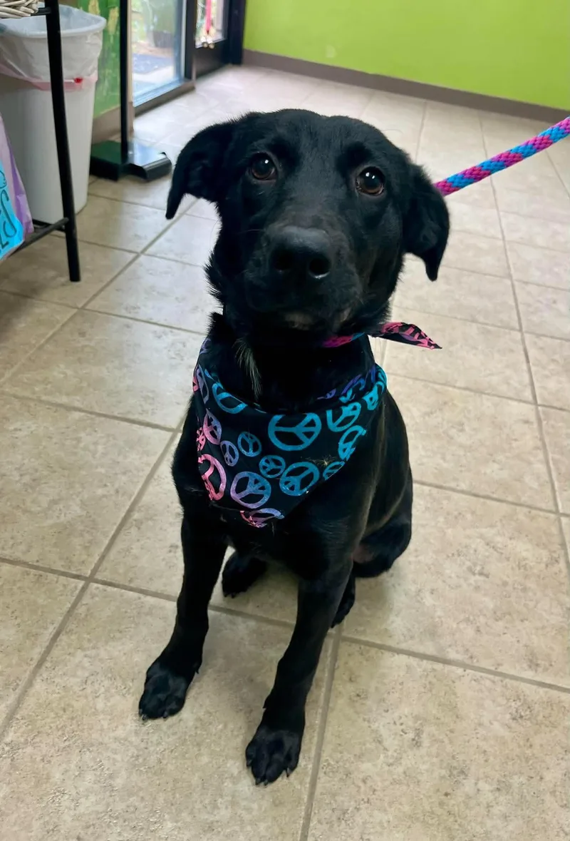 A young medium-sized female Labrador Retriever dog named Wanda for adoption in Blairstown, NJ