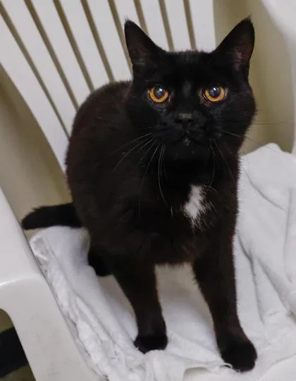 A young medium-sized female Domestic Short Hair cat named Shadow for adoption in Baraboo, WI