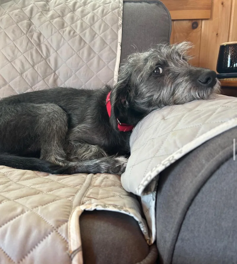 A baby medium-sized male Poodle dog named Grayson for adoption in Pembroke, MA