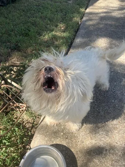 A young small-sized male Mixed Breed dog named Teddy for adoption in Dallas, TX