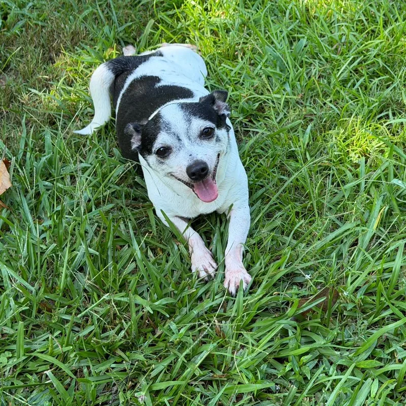 A senior small-sized female Black Mixed Breed dog named Dixie for adoption in Auburn, AL