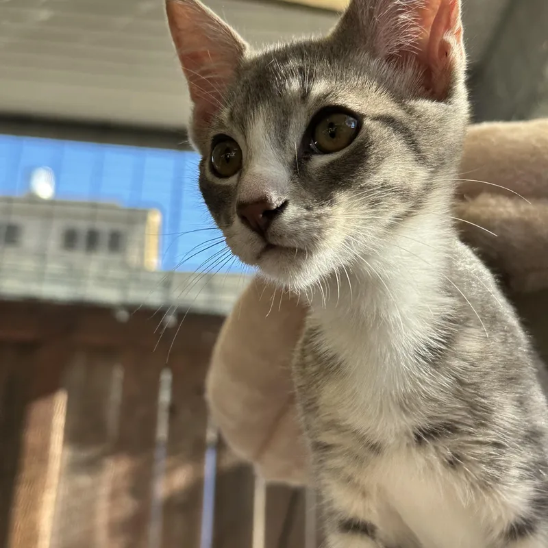 A baby medium-sized male Gray & White Tabby cat named Peanut for adoption in Sacramento, CA