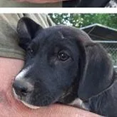 A baby small-sized male Black Australian Cattle Dog / Blue Heeler dog named Ben for adoption in Clearwater, FL