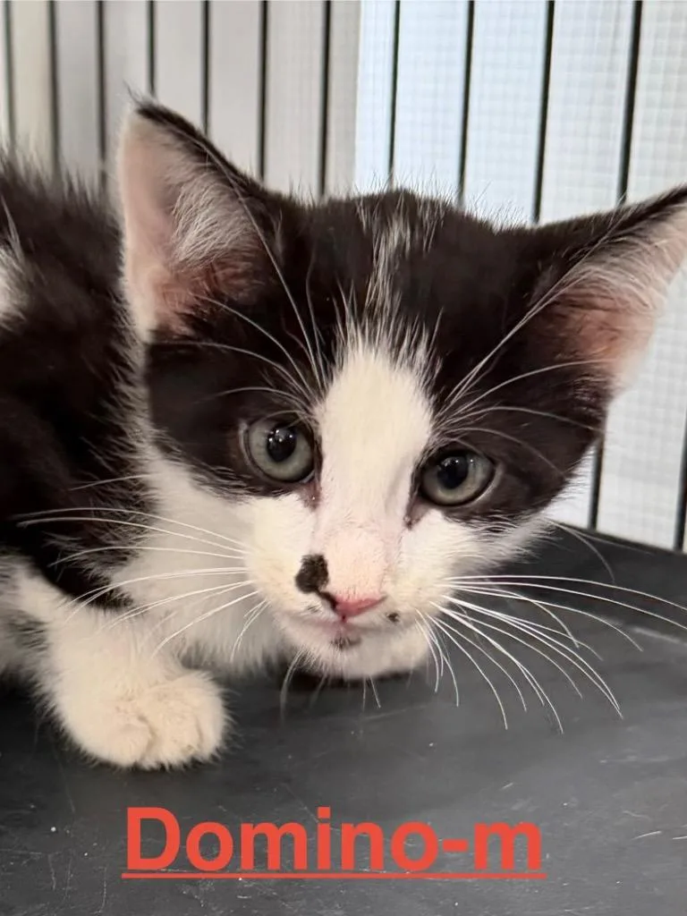 A baby small-sized male Tuxedo cat named Domino for adoption in Brookhaven, MS