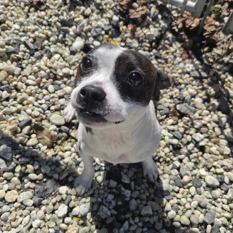 An adult small-sized male White / Cream Mixed Breed dog named Tater for adoption in Spruce Pine, NC