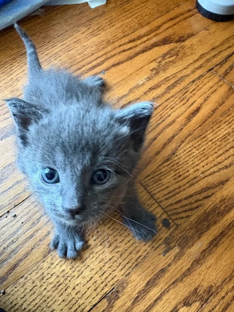 A baby small-sized male Domestic Short Hair cat named Jackson for adoption in Ballwin, MO