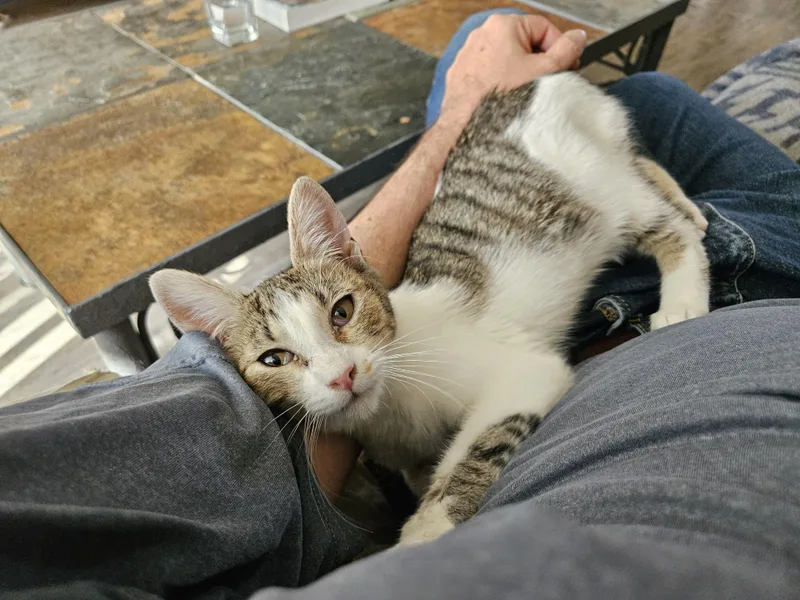 A young medium-sized female Brown / Chocolate Domestic Short Hair cat named String Bean for adoption in Bayside, NY